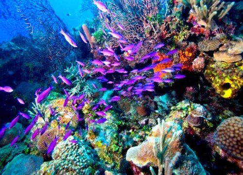 SNORKELING TRIP IN TIRAN ISLAND BY BOAT IN SHARM EL SHEIKH