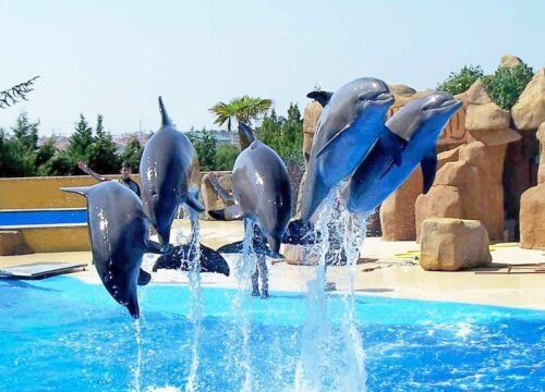 DOLPHIN SHOW IN SHARM EL SHEIKH