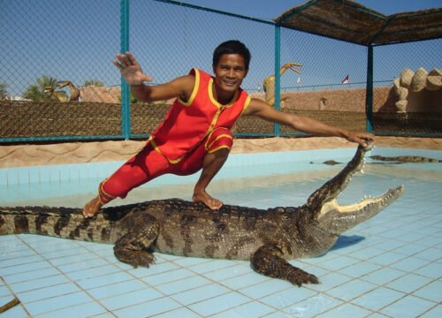 ENJOY SNAKE AND CROCODILE SHOWS WITH A SPECIAL NIGHT FIRE SHOW IN SHARM EL-SHEIKH